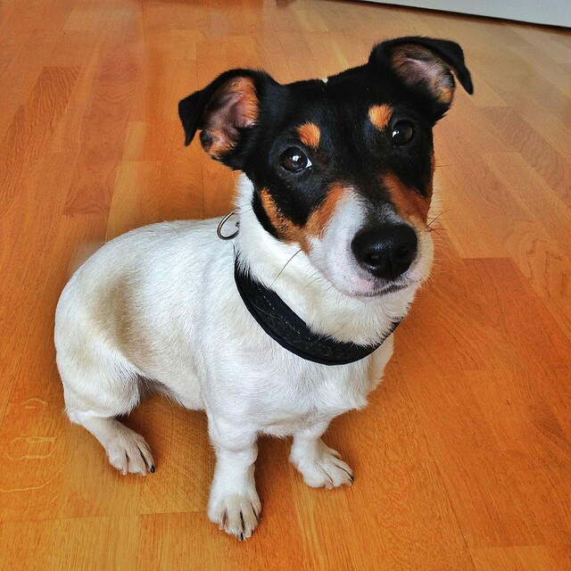 dog