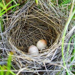 Nest Egg photo via Michael Cobb Allen