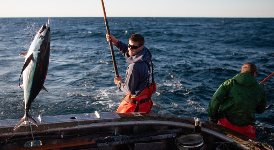 Man on a boat catching a tuna