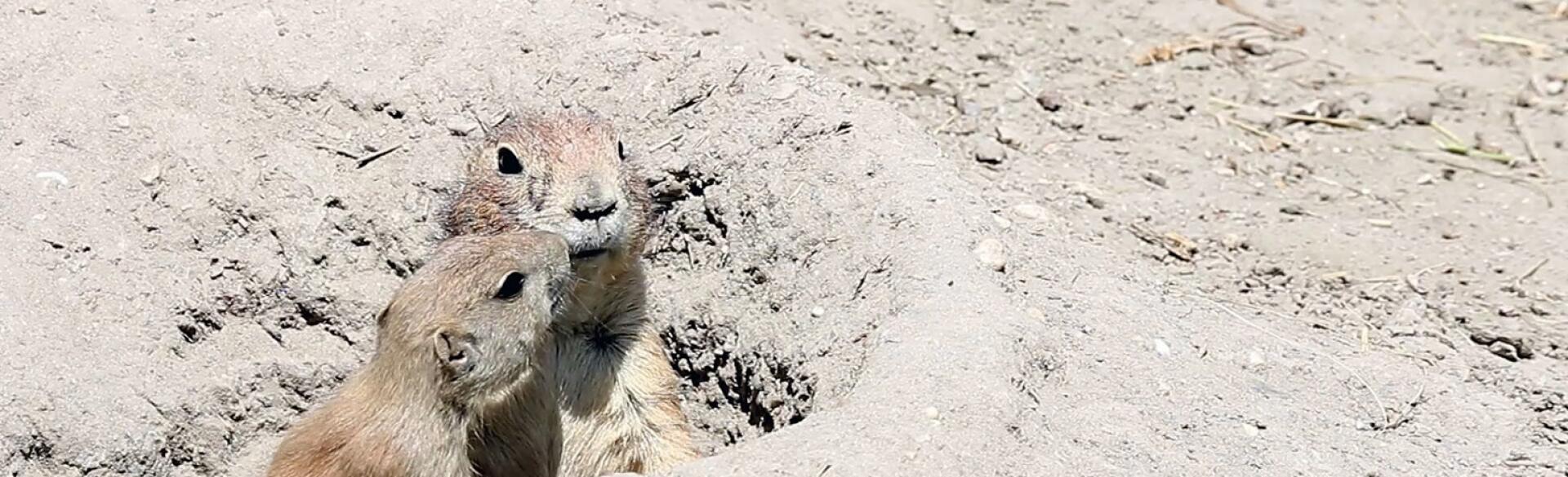 two prairie dogs coming out of hole in the ground