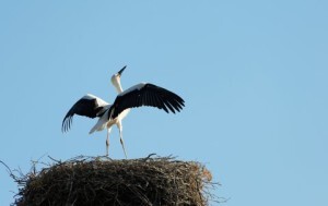 Leaving the nest