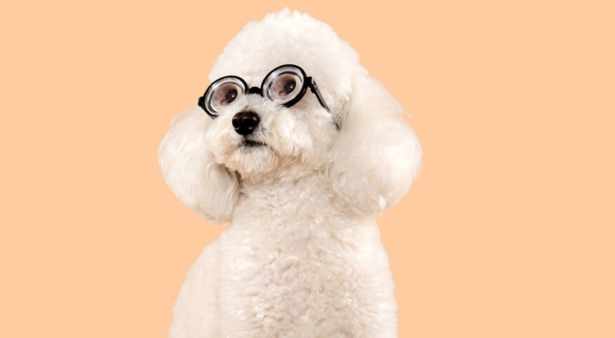 a white fluffy dog looking to the side, with reading glasses on, orange background 