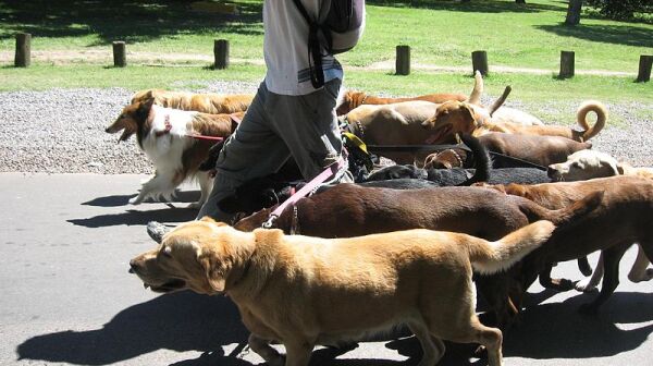 800px-Dog_walker_-_Buenos_Aires