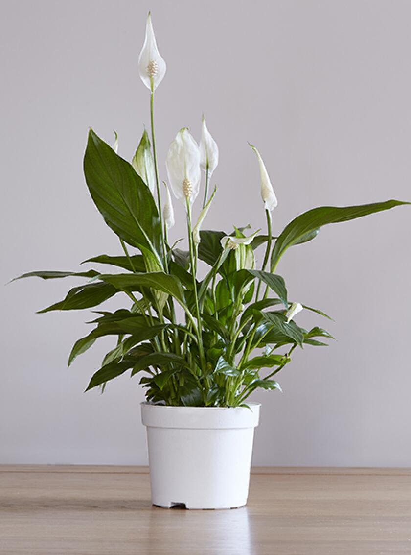 Peace lily plant in white pot