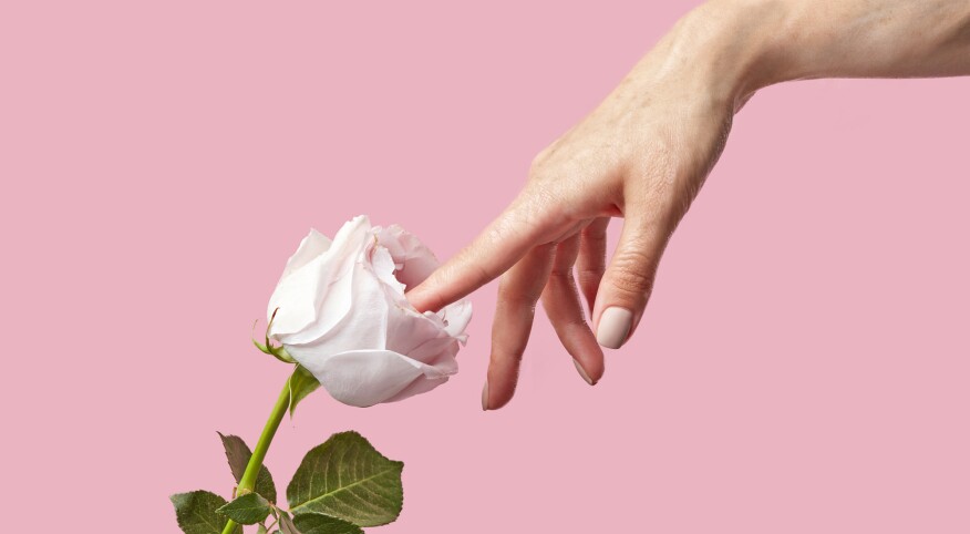 Close-up of a hand touching a white rose