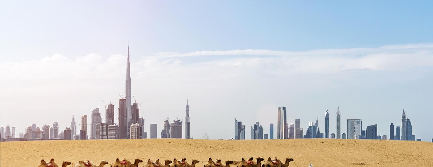 Camels walking along the dessert with the Dubai cityscape in the background