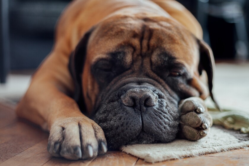 Portrait of mastiff dog sleeping