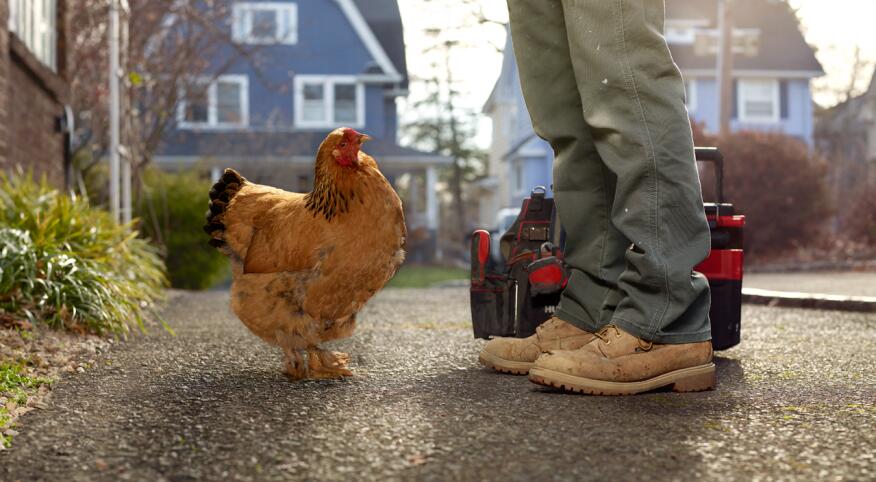 Cropped image of man standing next to live chicken