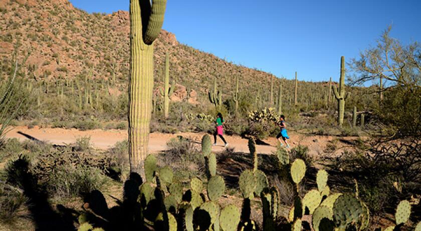 Runners and cyclists race on Bajada Loop Drive in Saguaro National Park West, Sonoran Desert, Tucson, Arizona, USA.
