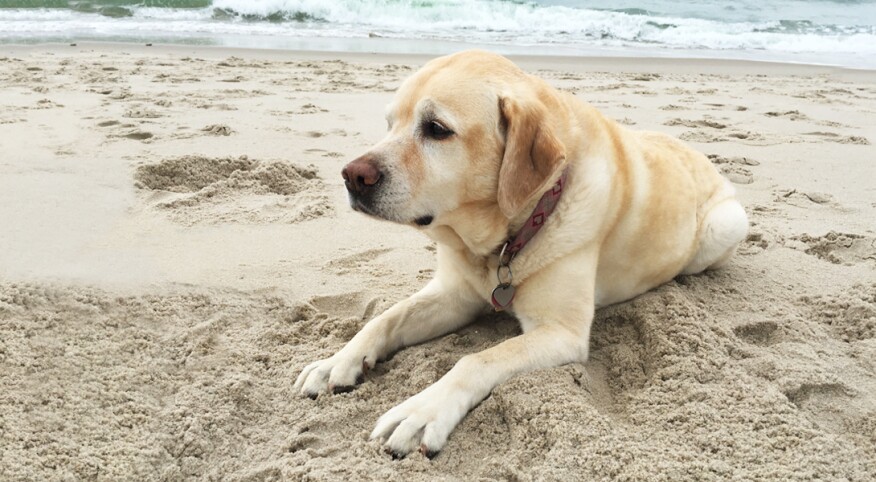 the authors dog roxy on the beach laying in the sand