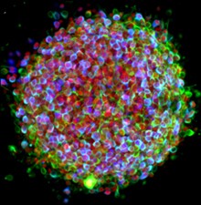 stemcells