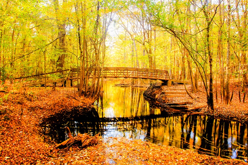 Canoe Landing on Cedar Creek in the Congaree National Park