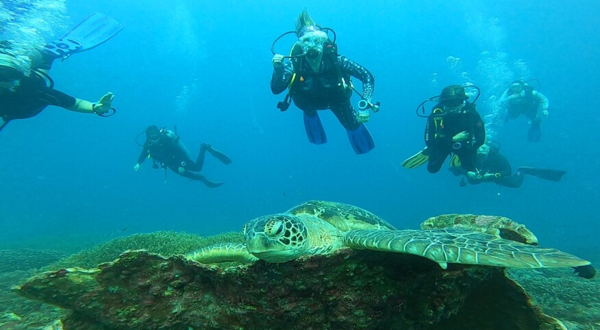 Women under water with a sea turtle on a beautiful diving vacation in Indonesia