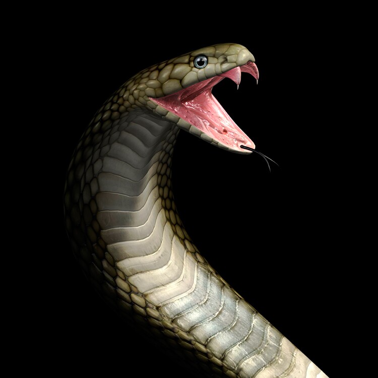 King Cobra, Poisonous Snake