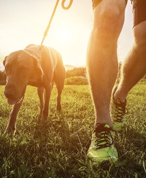 Man walks dog on grass away from the sun
