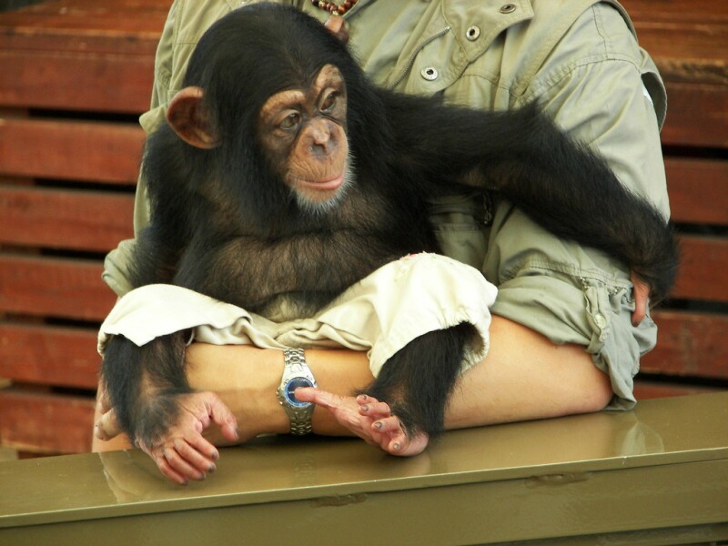 A chimpanzee with lovely feet