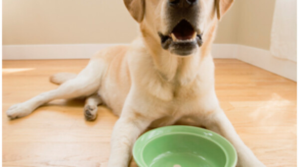 dog_with_bowl
