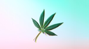 Single Cannabis Marijuana Leaf Still Life with Trippy Prismatic Shadows