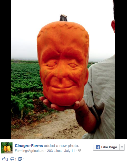 Cinagro Farms Pumpkin Pumpkinstein