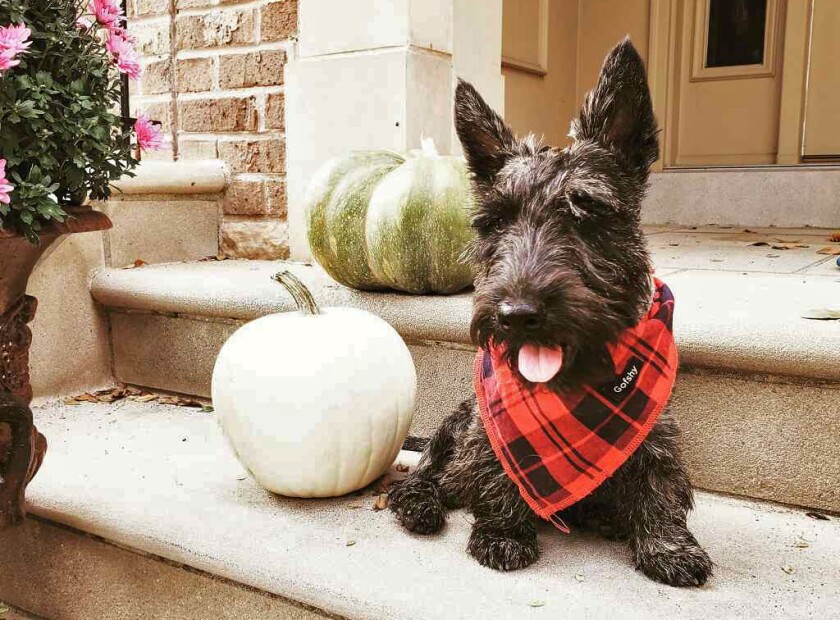 A brindle Scottish Terrier with a plaid scarf named Finn
