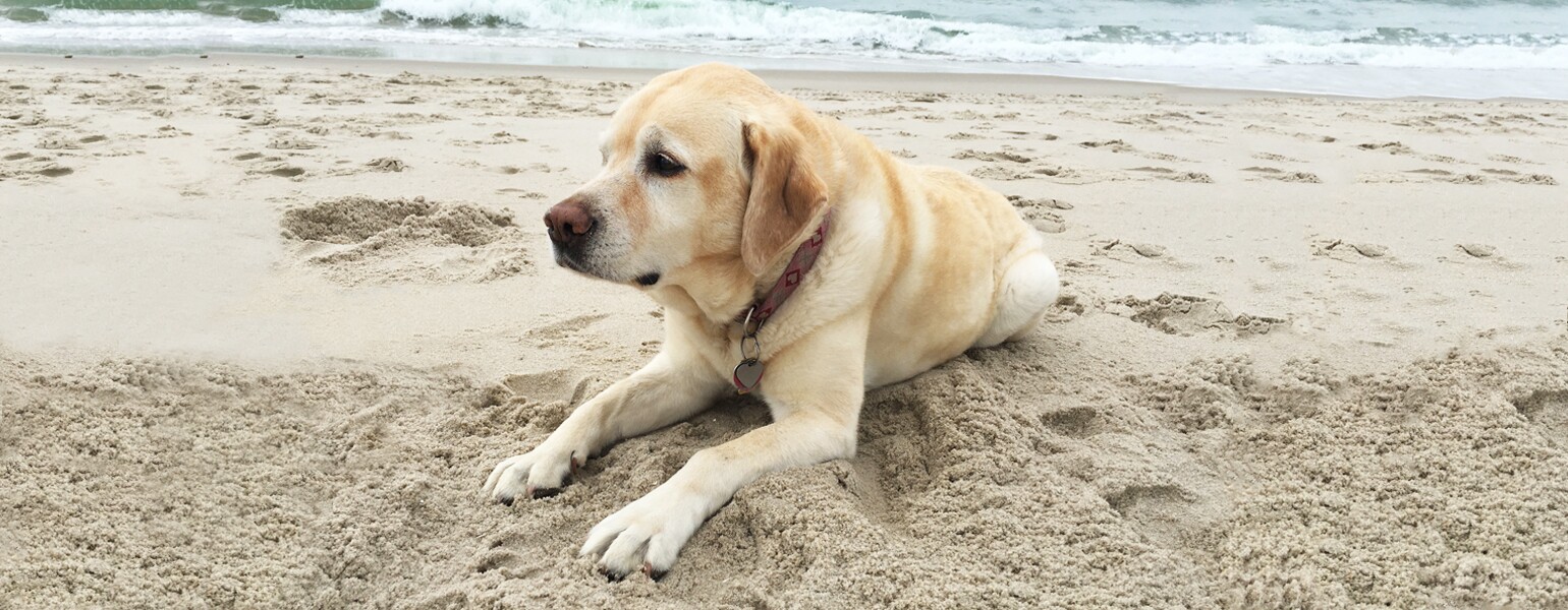 image_of_dog_on_beach_GF_DogBeach_v2_1540