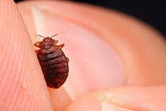 240-bed-bug-fingers-cimex-lectularius-library-books