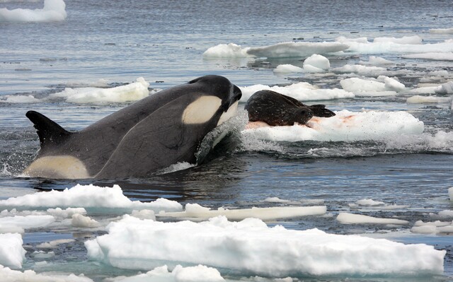 Killer Whales