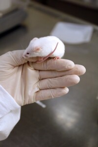 labmouse