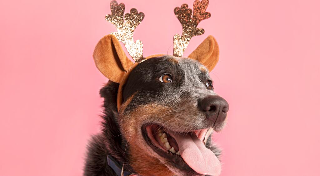 Cute dog wearing reindeer antlers on a pink background