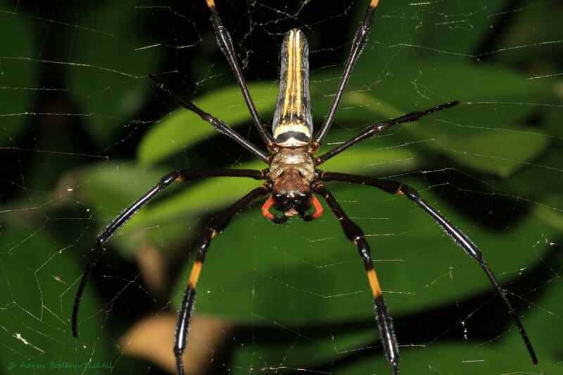 golden-orb-web-spider