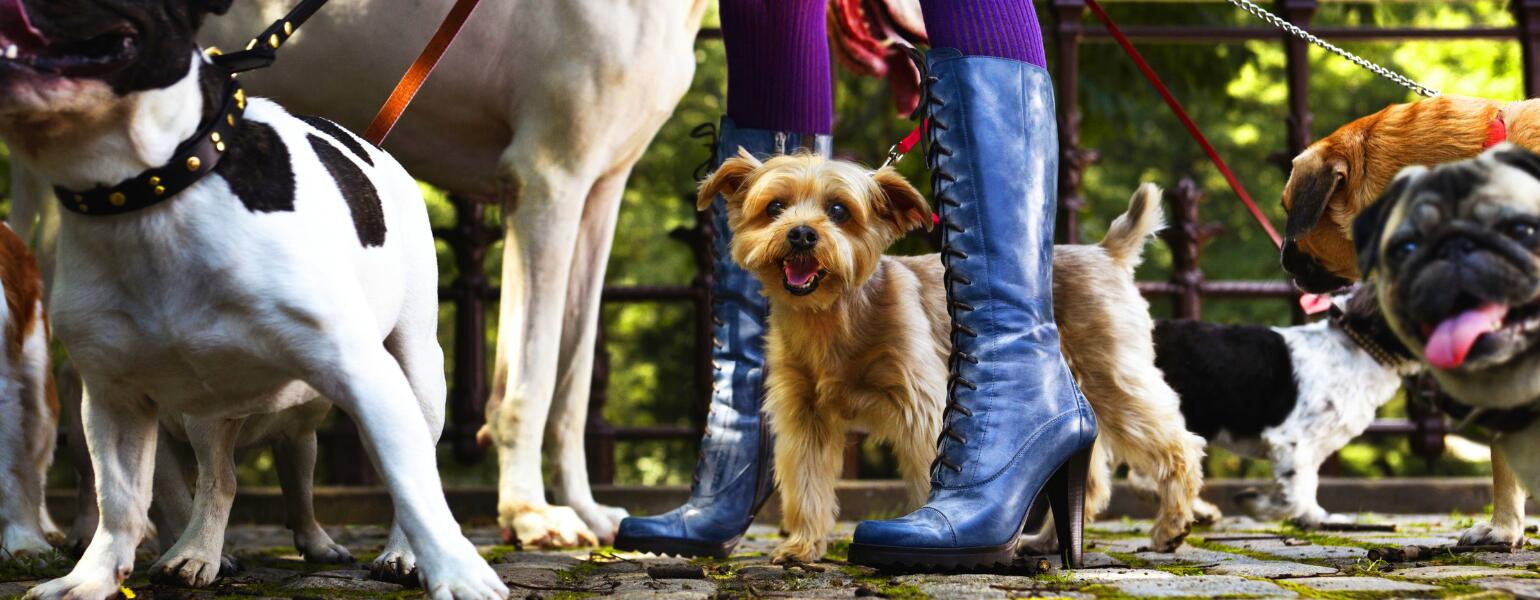 dogs being walked by woman in heels