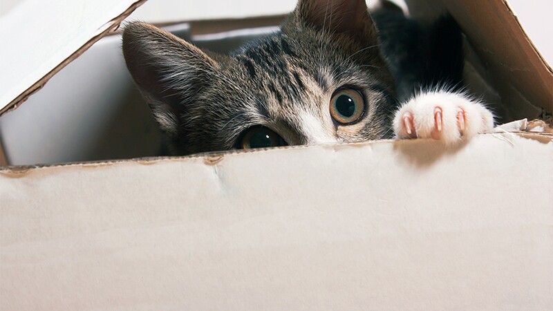A cat peeking out of a box it is hiding in