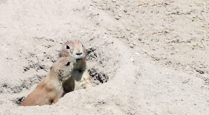 two prairie dogs coming out of hole in the ground