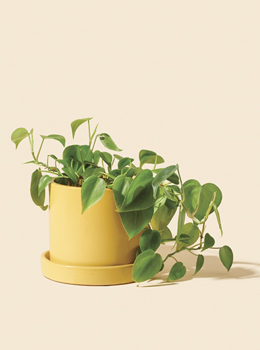 Pothos plant in yellow pot against light background