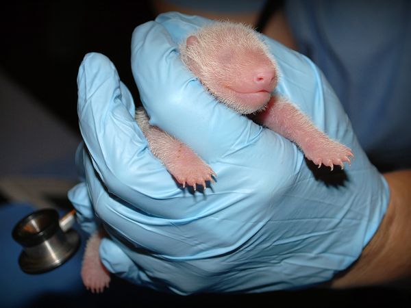baby-panda-checkup_70713_600x450