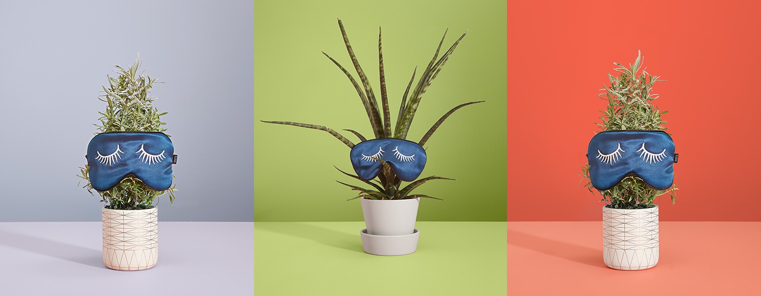 Sleep Plants, house, sleep, rest, aarp, sisters