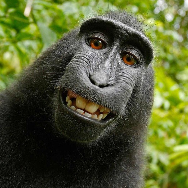 Monkey Selfie