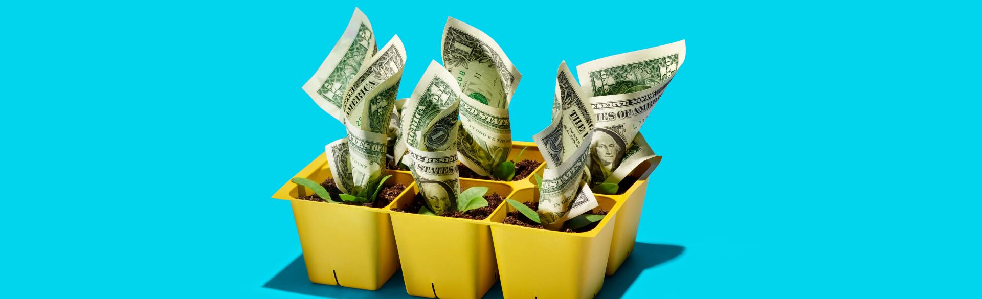 Dollar bills growing out of starter pots like flowers