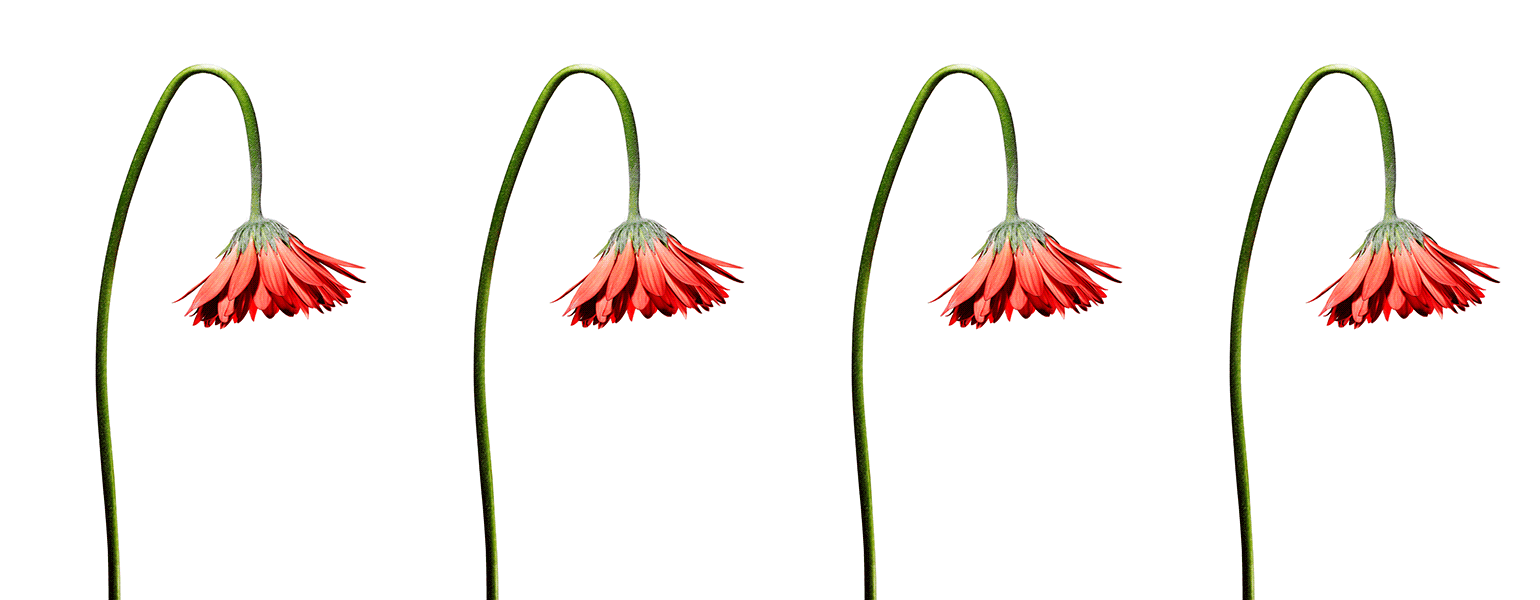 An animated graphic of four wilting flowers spreading back up to bloom.