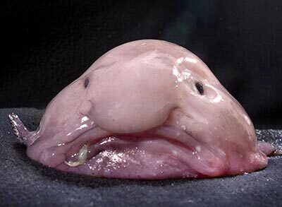 400-blob-fish