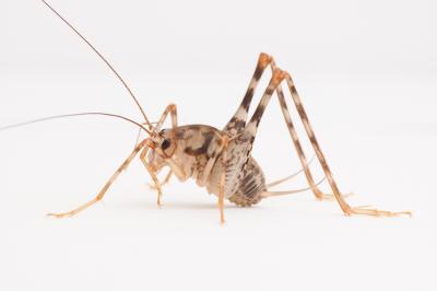 Aasian camel cricket