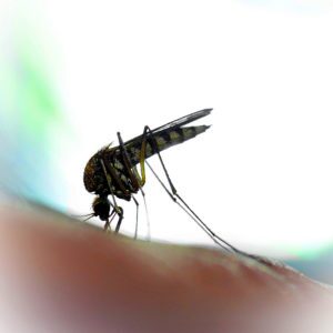 Mosquito biting victim