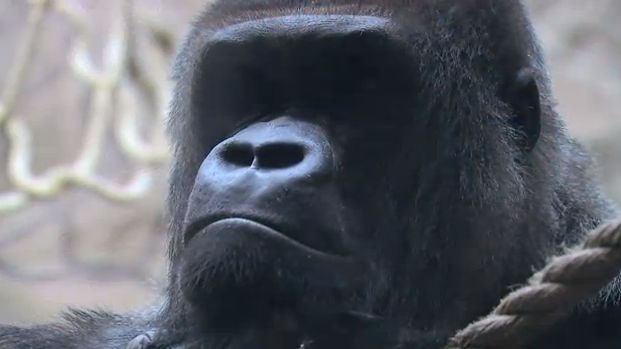 gorilla
