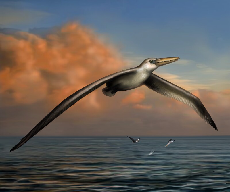 pelagornis-bird-bradford-bruce