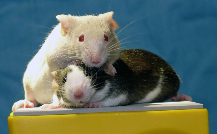 two-mice-better