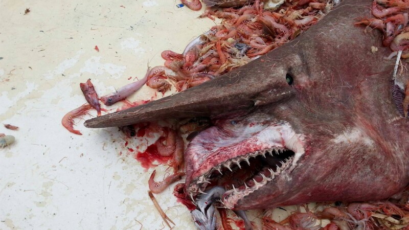 Goblin Shark
