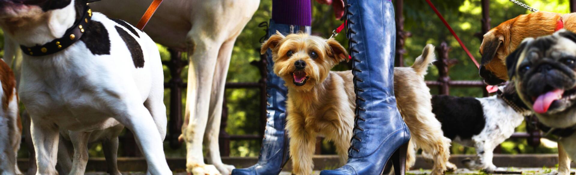 dogs being walked by woman in heels