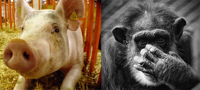 pig-chimp