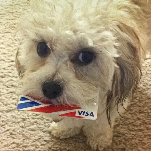 Dog with visa card by cat edens