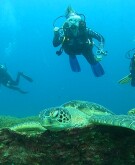 Women under water with a sea turtle on a beautiful diving vacation in Indonesia